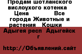 Продам шотланского вислоухого котенка › Цена ­ 10 000 - Все города Животные и растения » Кошки   . Адыгея респ.,Адыгейск г.